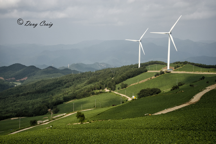 Cabbages and Windmills