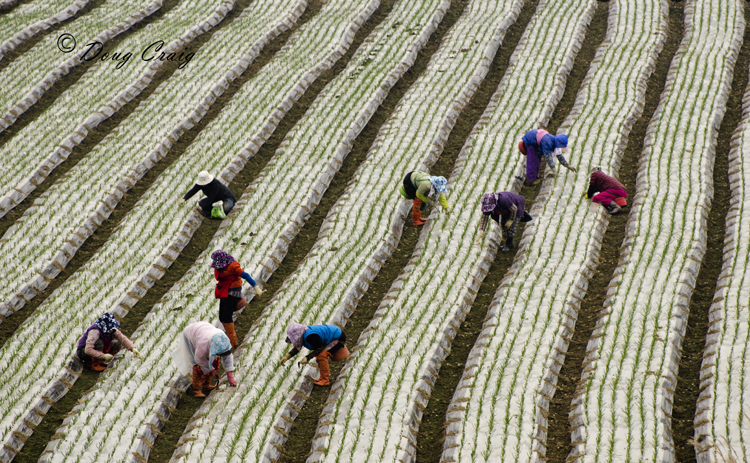 Scads of Scallions