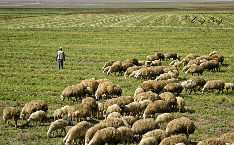 Sheep In The Countryside