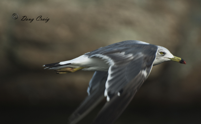 My Latest Gullfriend