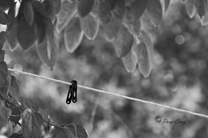 The Lonely Clothespin