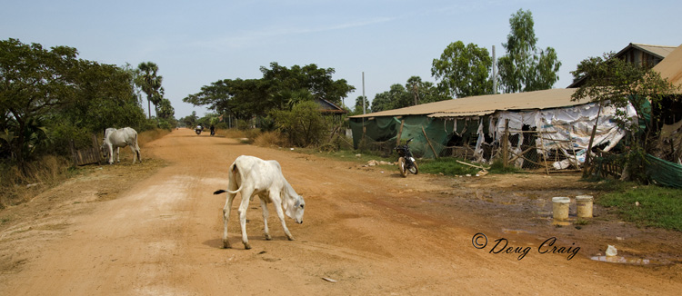 Bovine Obstructions