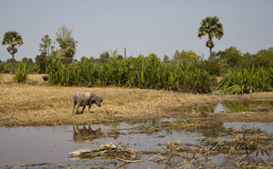 Cambodian Countryside - Photo #2