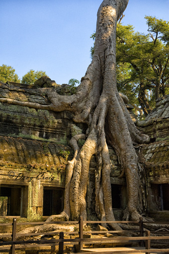 Ta Prohm #1