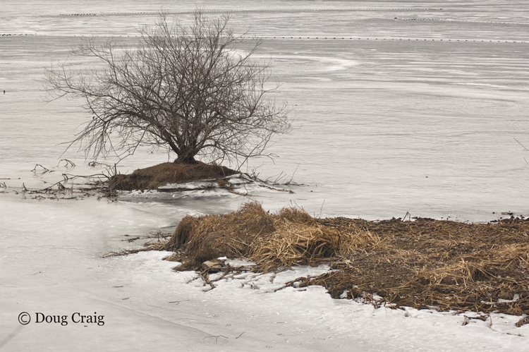 Black and White and Brown