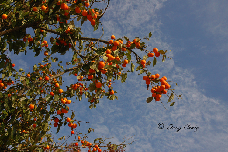 Juwangsan Persimmons
