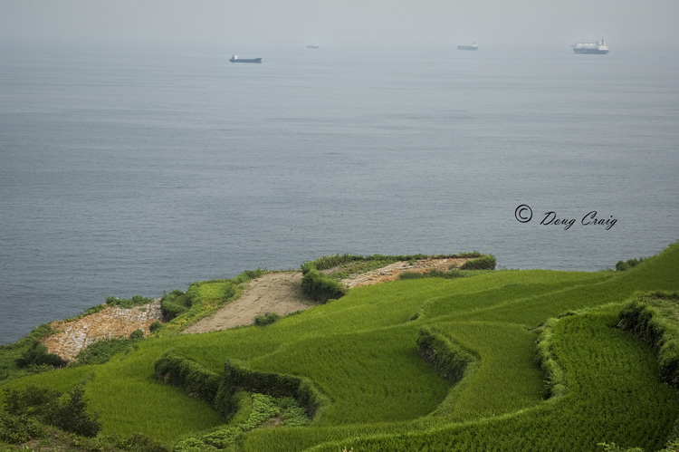 Rice By The Sea