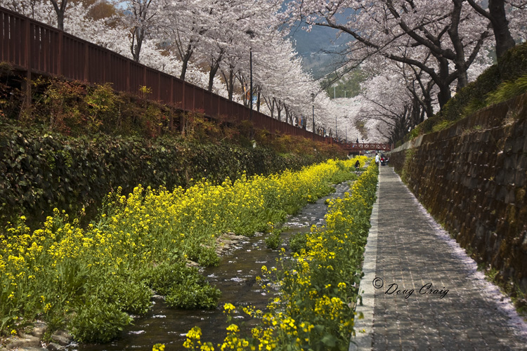 Springtime At Jinhae