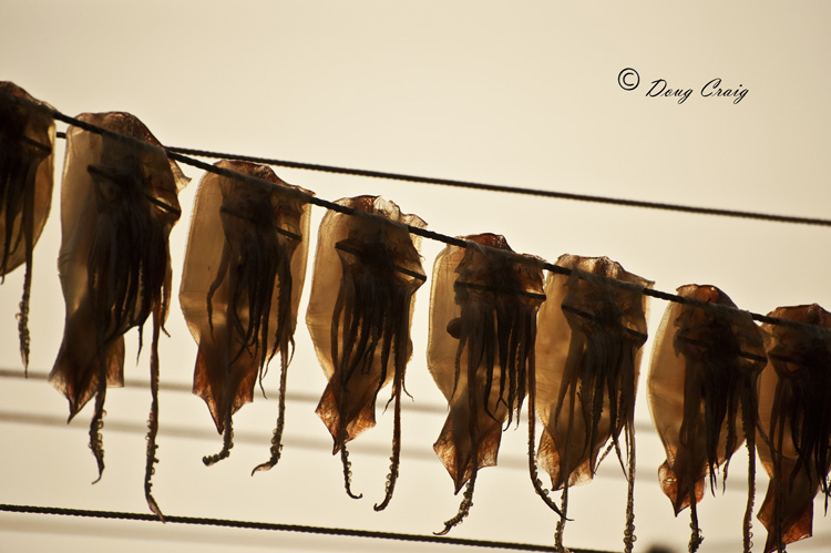 Squid in South Korea