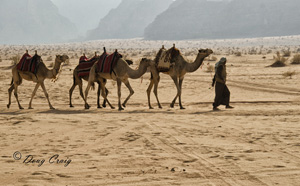 Bedouin With Camels