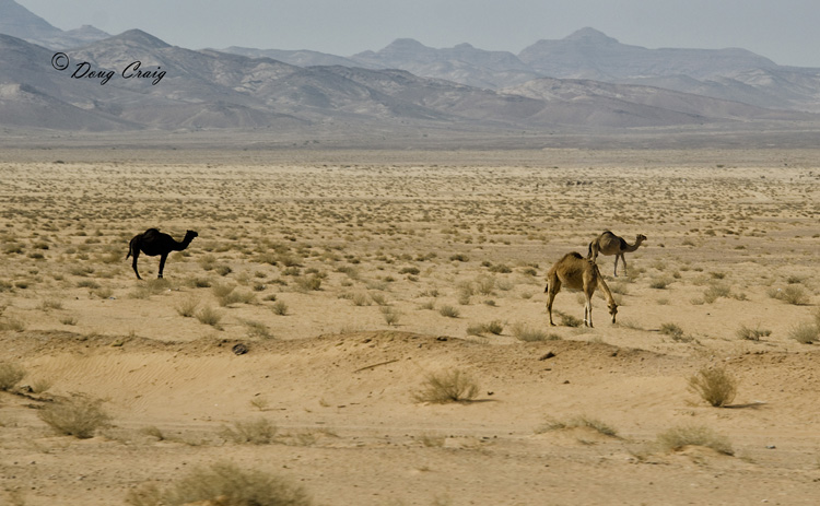 Camels In The Hinterlands