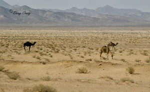 Camels In The Hinterlands