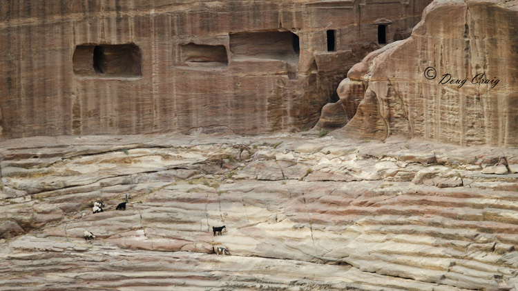 Goats In The Amphitheater