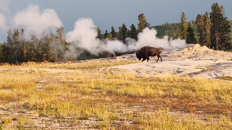 Bison and Geyser #1 