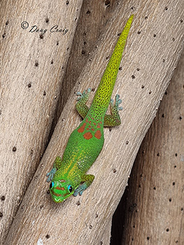 Gold Dust Day Gecko #1