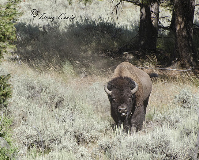 Lamar Valley Bison - Photo #2