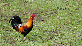 Maui Wild Rooster #3