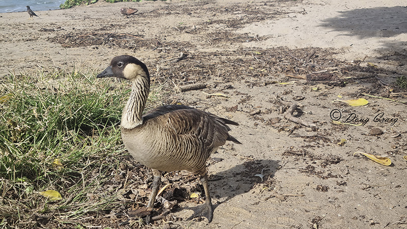 Nene Hawaiian Goose