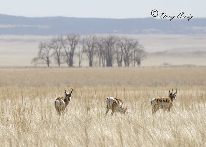 Raton Pronghorn Antelope