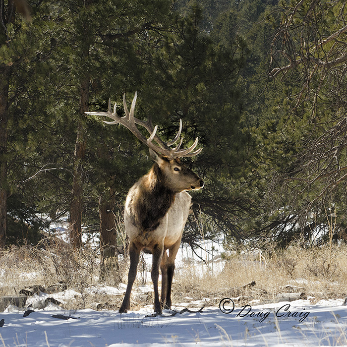 RMNP Elk #5