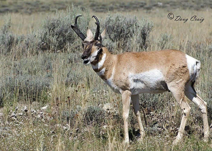 Teton Pronghorn Antelope #3