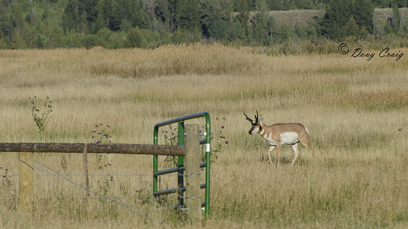 Teton Pronghorn Antelope #6