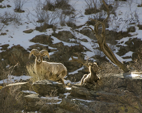 Waterton Bighorn Sheep #2