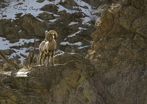 Waterton Bighorn Sheep #3