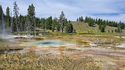Yellowstone #84