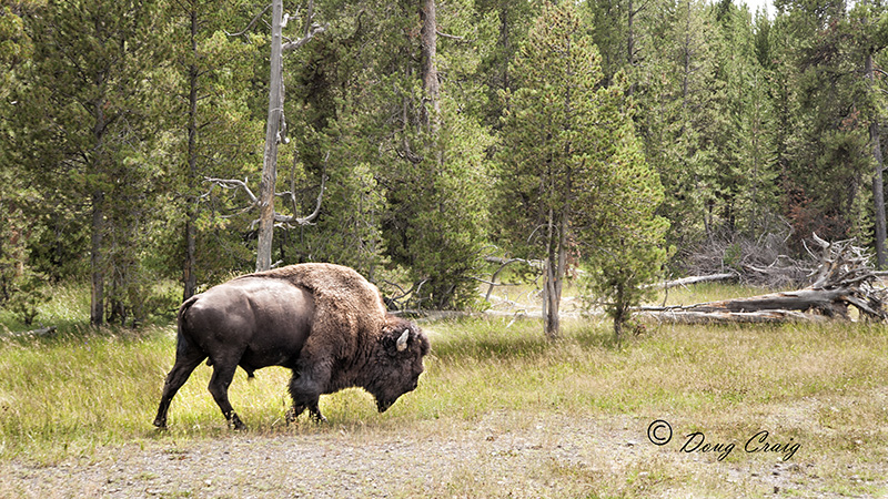 Yellowstone Bison - Photo #1