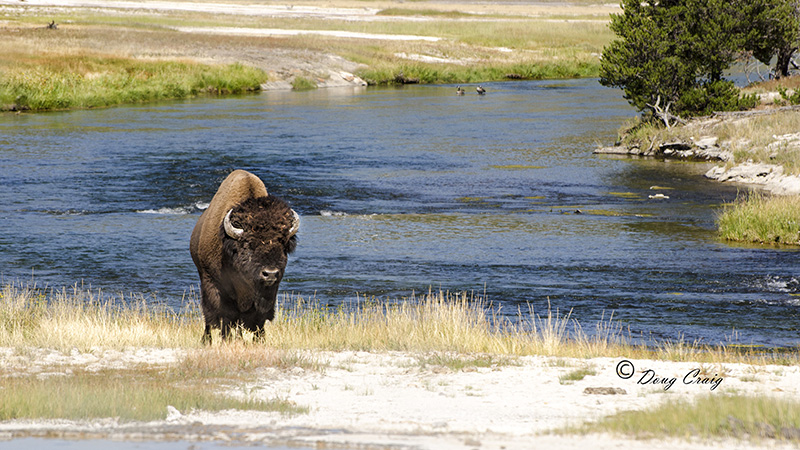 Yellowstone Bison - Photo #5